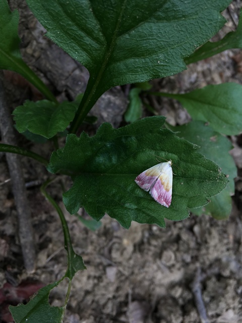 Eublemma purpurina - bíboros törpebagoly