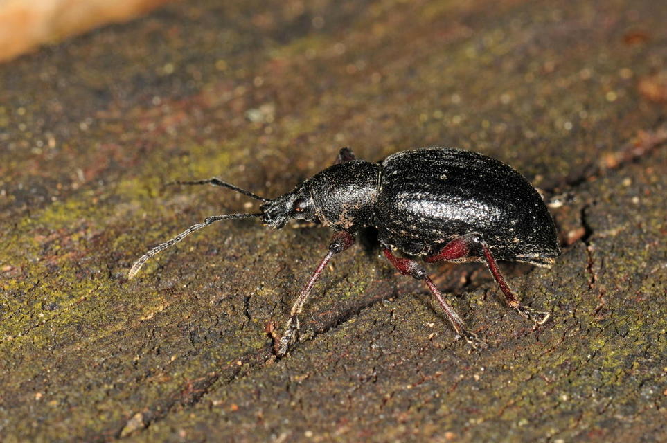 Otiorhynchus hungaricus - magyar gyalogormányos