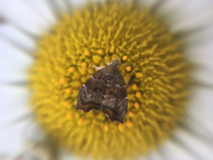 Choreutis nemorana - füge-levélmoly