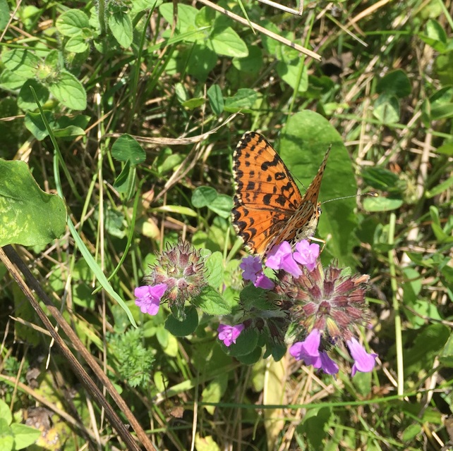 Melitaea didyma - tüzes tarkalepke