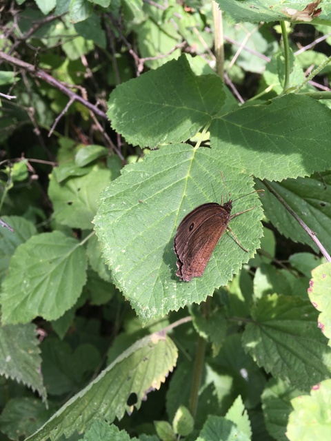 Minois dryas - fekete szemeslepke
