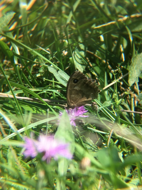 Minois dryas - fekete szemeslepke