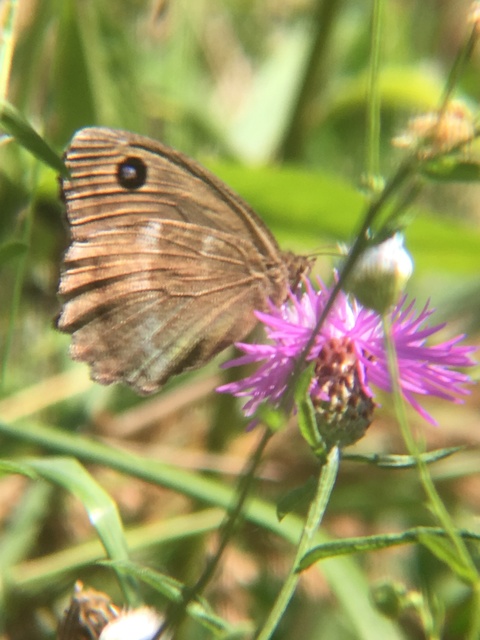 Minois dryas - fekete szemeslepke