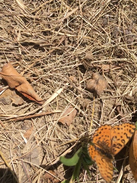 Melitaea didyma - tüzes tarkalepke