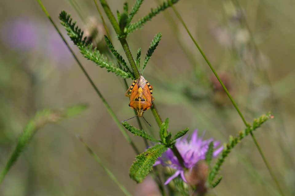 Carpocoris
