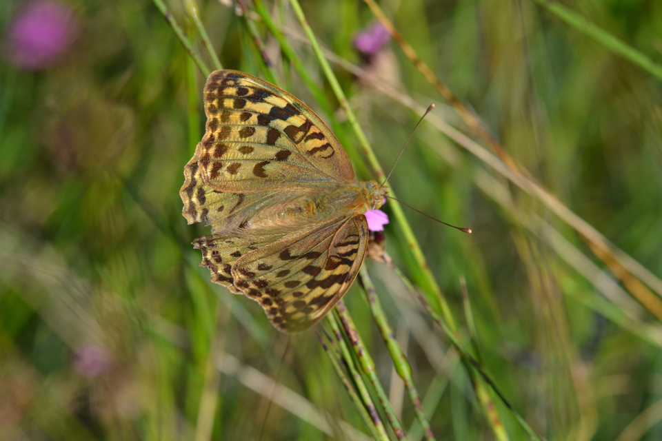 Argynnis pandora - zöldes gyöngyházlepke