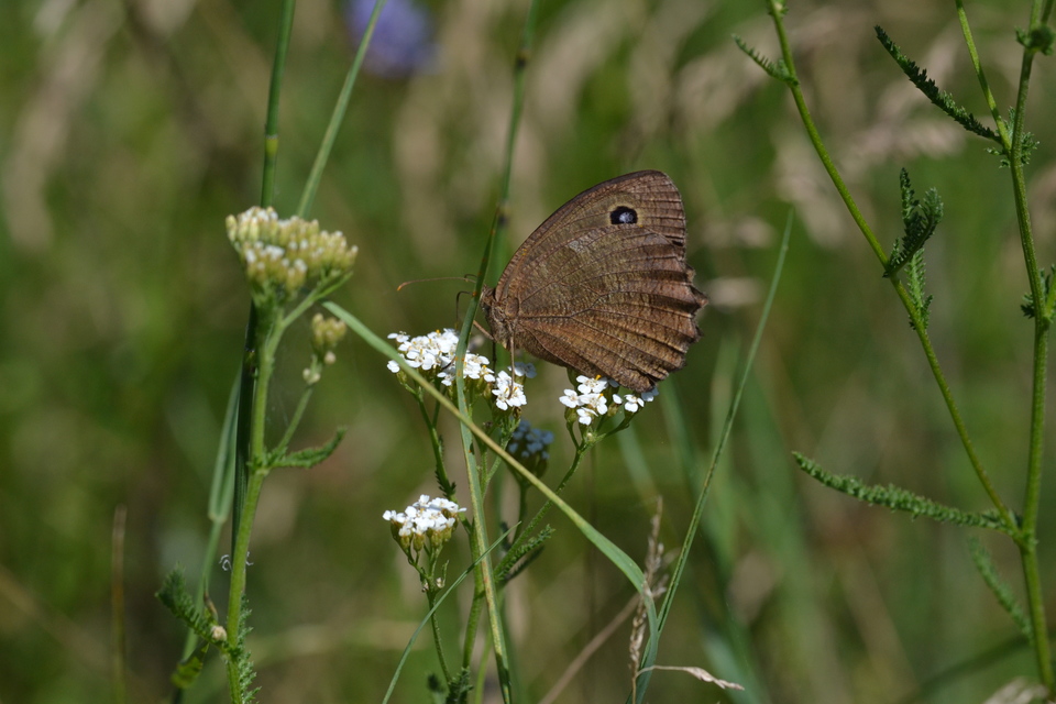 Minois dryas - fekete szemeslepke