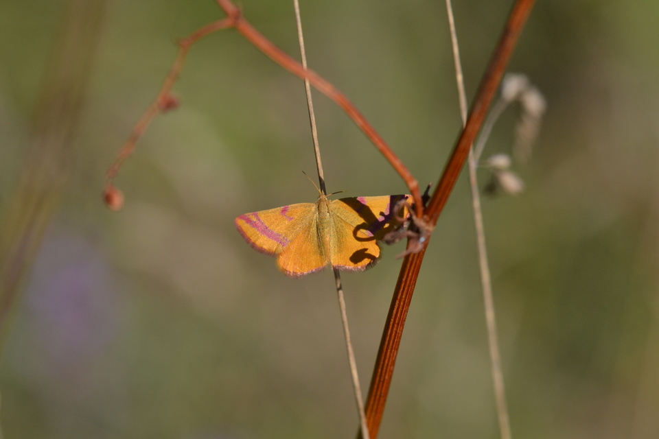 Lythria cruentaria - bíborcsíkos araszoló
