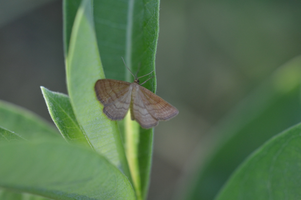 Idaea ochrata - okkerszínű sávosaraszoló