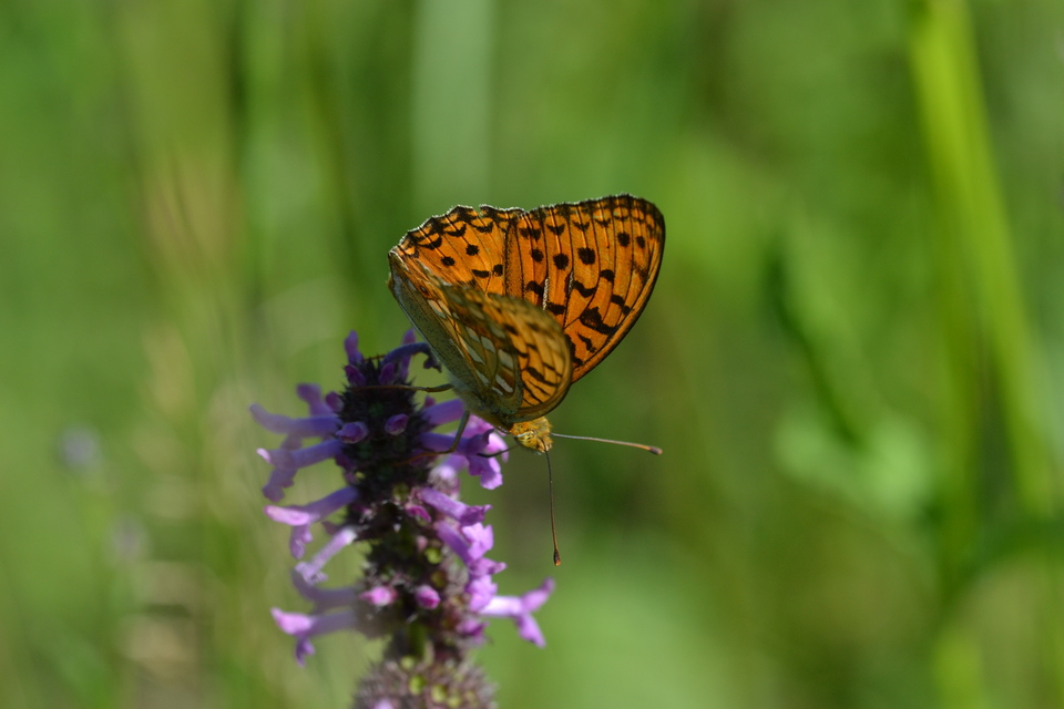 Argynnis adippe - ezüstös gyöngyházlepke