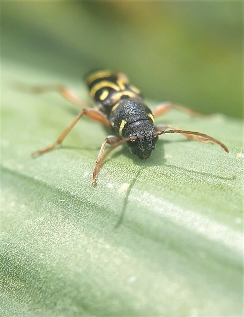 Xylotrechus antilope - fürge darázscincér