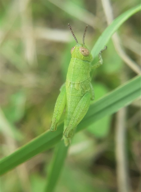 Pezotettix giornae - kis hegyisáska