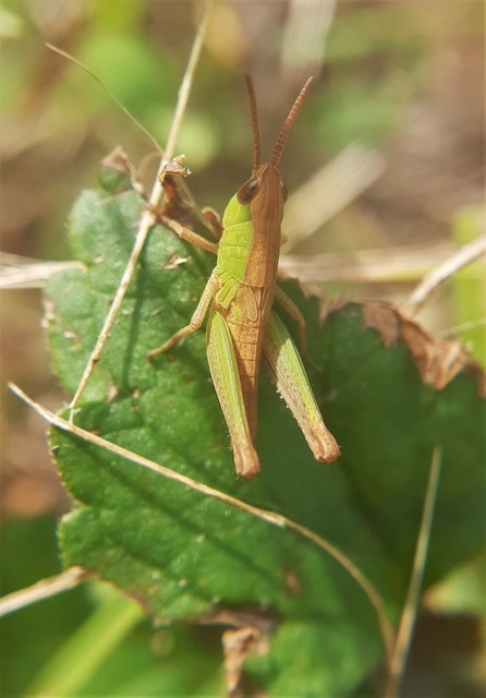 Chorthippus (Chorthippus) (subgenus)
