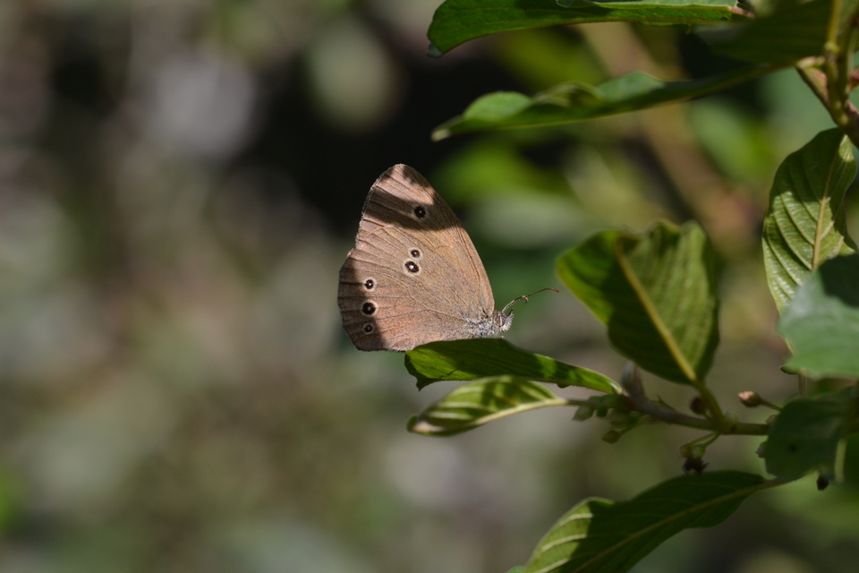Aphantopus hyperanthus - közönséges ökörszemlepke
