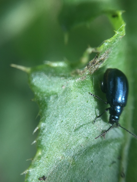 Altica