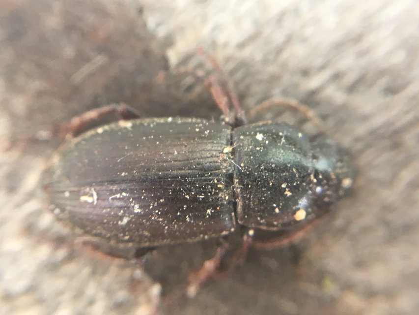 Harpalus affinis - szőrösszárnyú lomhafutó