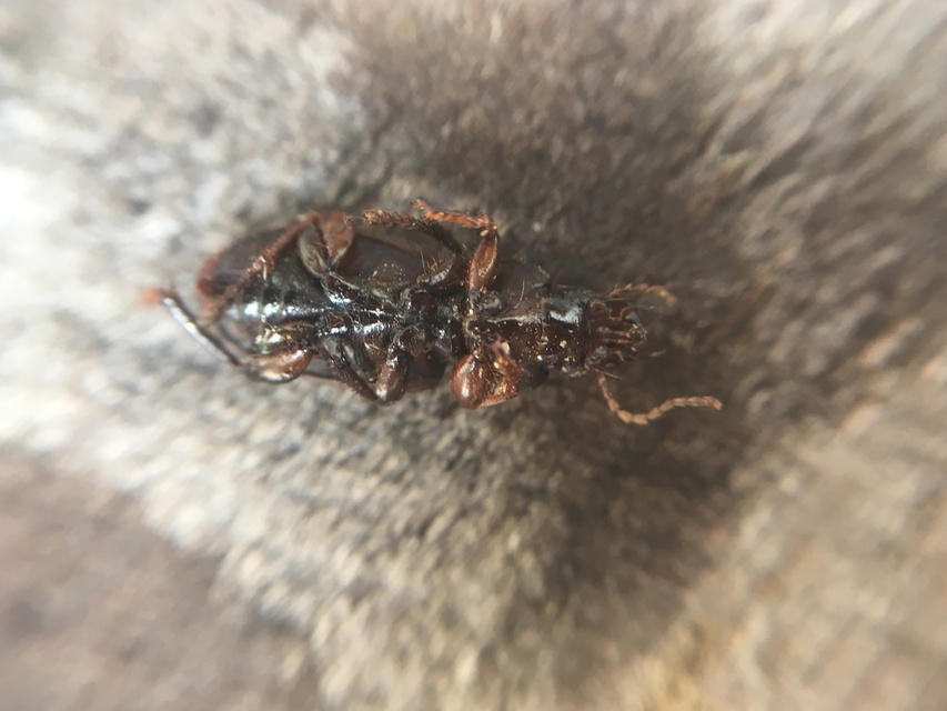Harpalus affinis - szőrösszárnyú lomhafutó