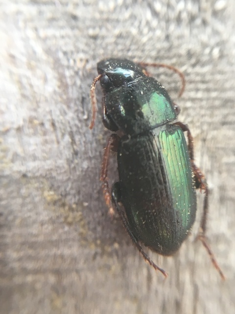 Harpalus distinguendus - mezei lomhafutó