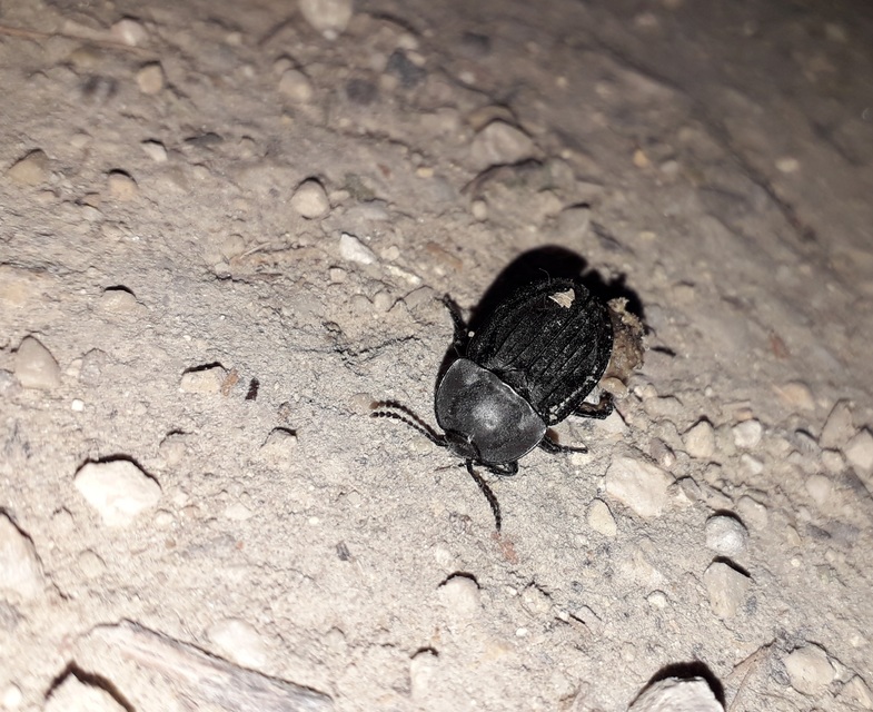 Silpha carinata - karimás dögbogár