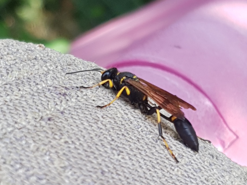 Sceliphron caementarium - feketenyelű lopódarázs