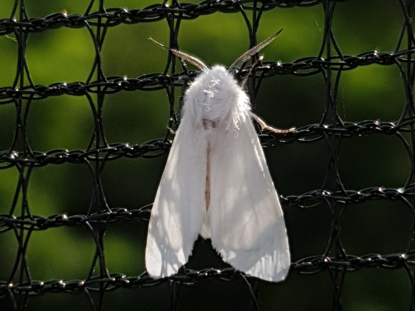 Hyphantria cunea - amerikai fehér medvelepke