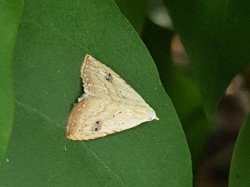 Rivula sericealis - selymes lórombagoly