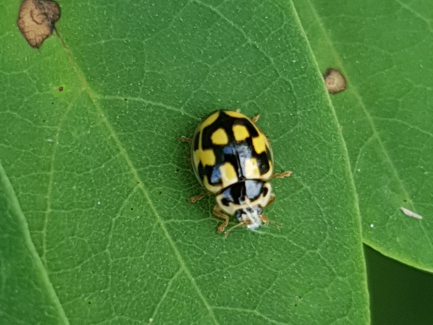 Propylea quatuordecimpunctata - tizennégypettyes füsskata