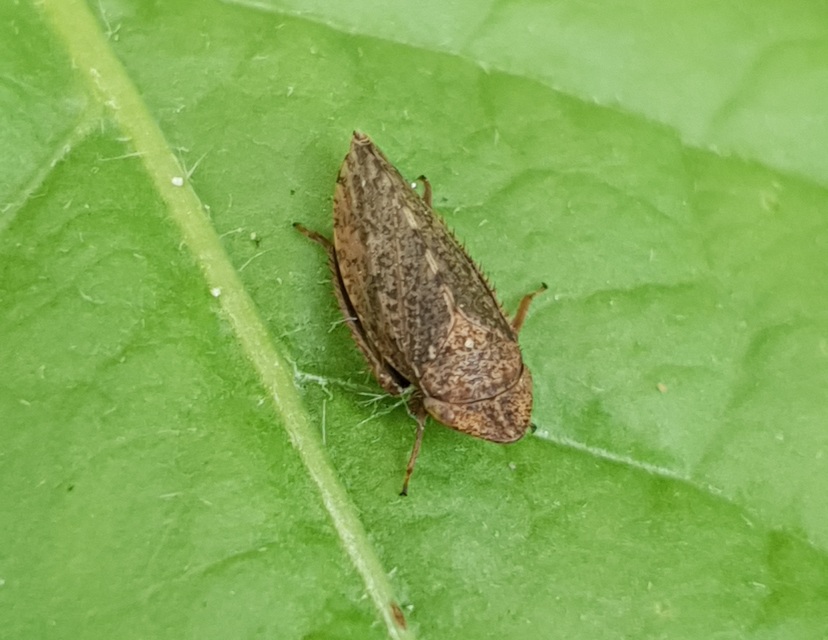 Aphrodes