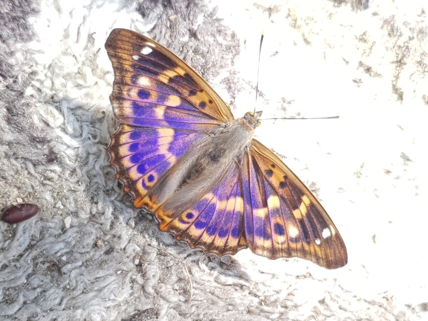 Apatura ilia - kis színjátszólepke