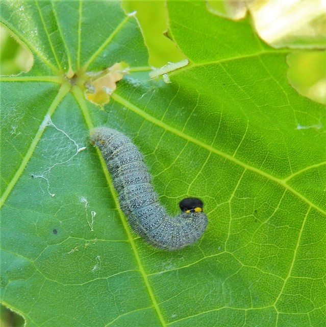 Carcharodus alceae - mályva-busalepke