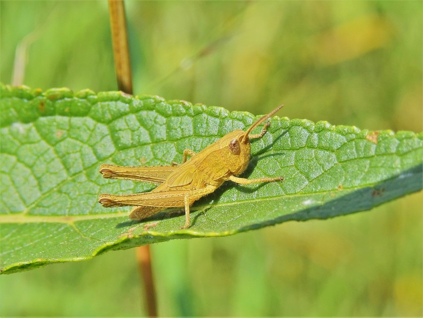 Chorthippus (Chorthippus) (subgenus)
