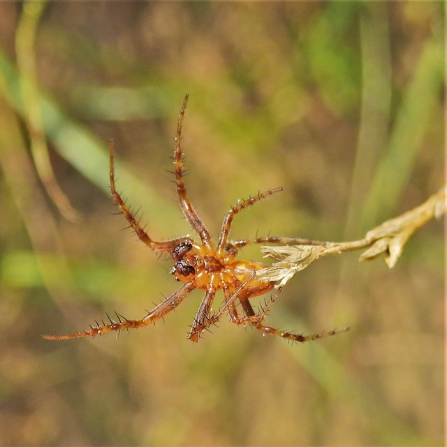 Araneus alsine - hűsölő keresztespók