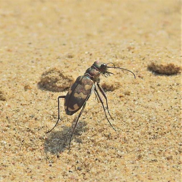 Cicindela hybrida - öves homokfutrinka
