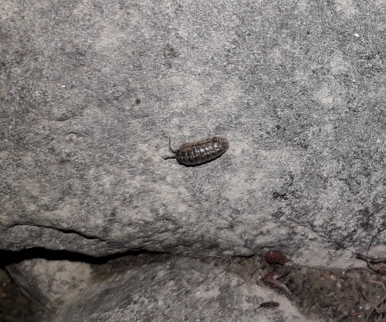 Armadillidium