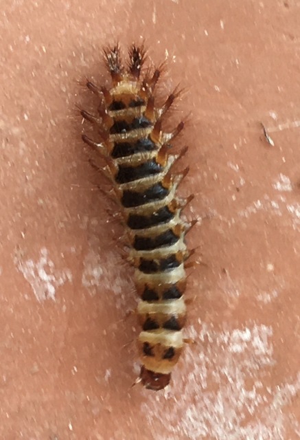 Drilus concolor - fekete csigabogár