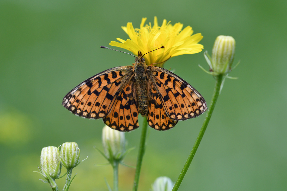 Boloria selene - fakó gyöngyházlepke