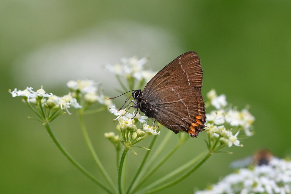 Satyrium w-album - szilfa-csücsköslepke