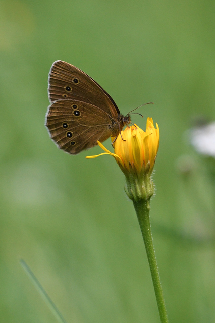 Aphantopus hyperanthus - közönséges ökörszemlepke