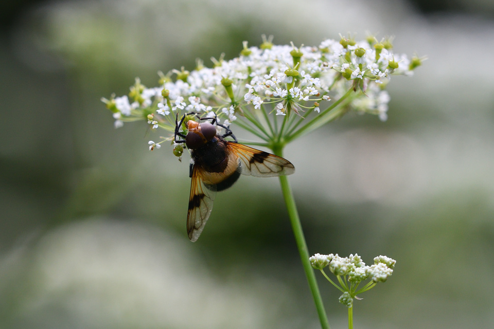 Volucella pellucens - üvegpotrohú pihelégy