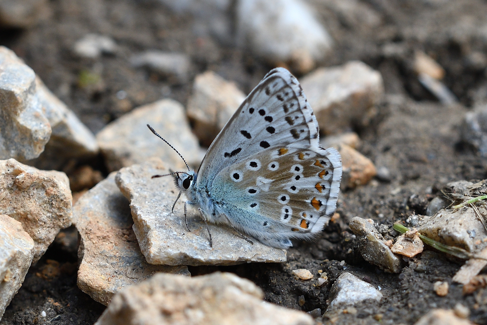 Polyommatus coridon - ezüstkék boglárka