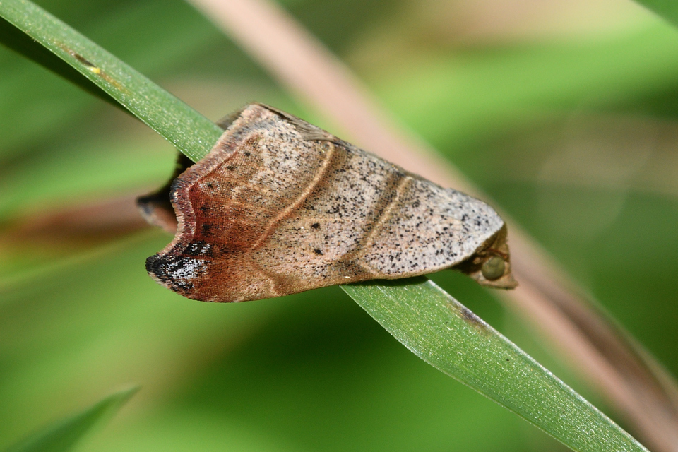 Laspeyria flexula - zuzmóbagoly