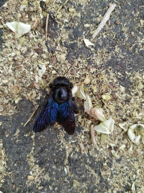 Xylocopa valga - gyakori fadongó