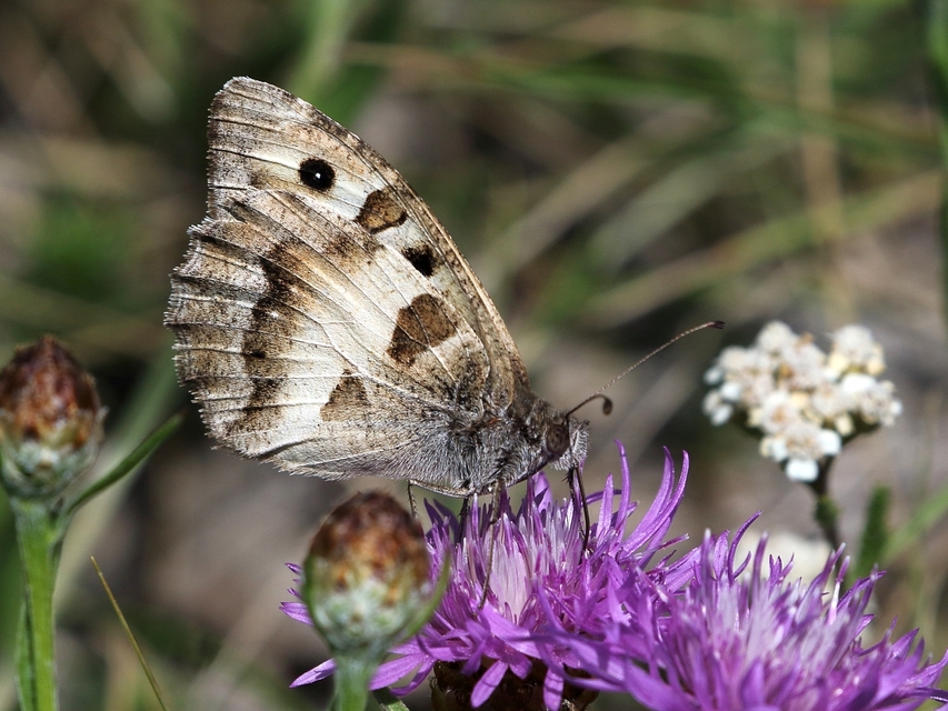 Chazara briseis - tarka szemeslepke