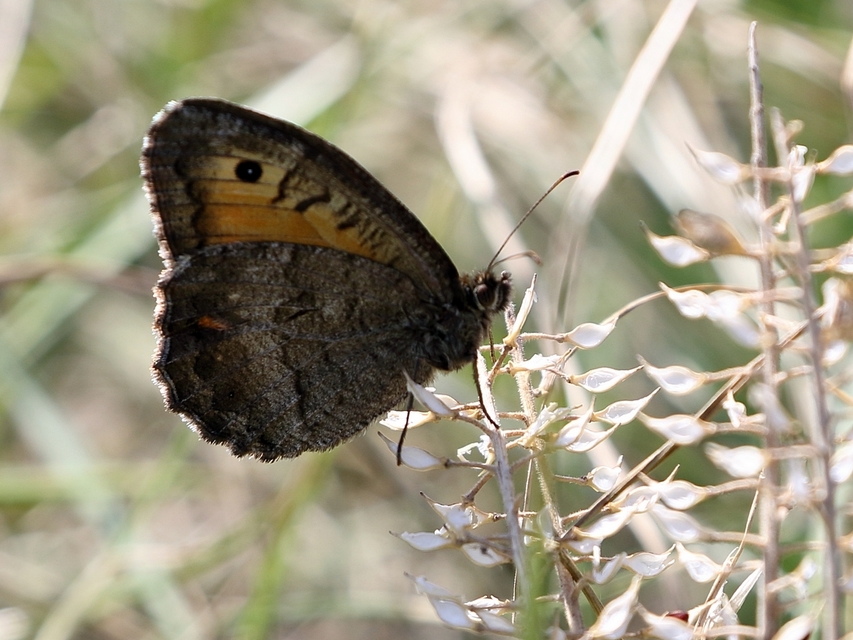 Arethusana arethusa - közönséges szemeslepke