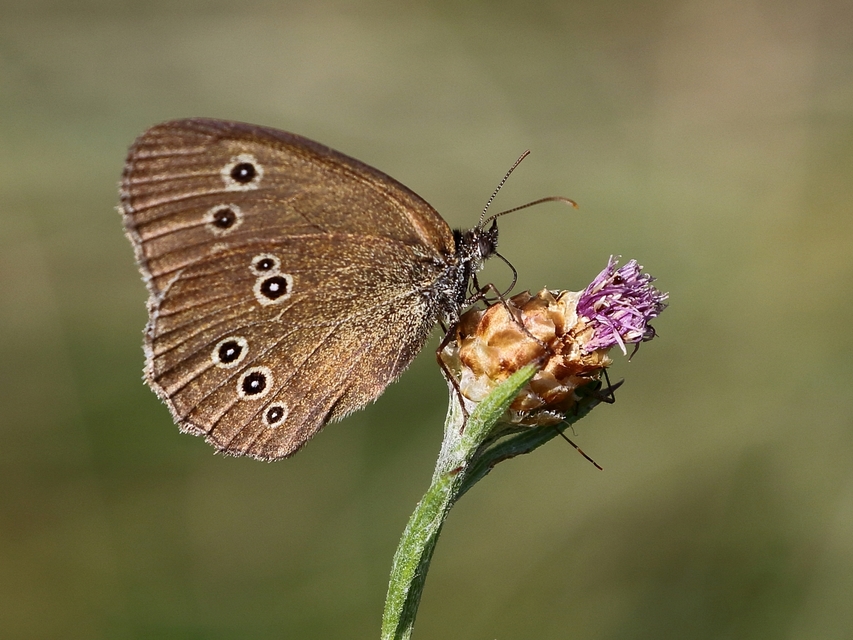 Aphantopus hyperanthus - közönséges ökörszemlepke