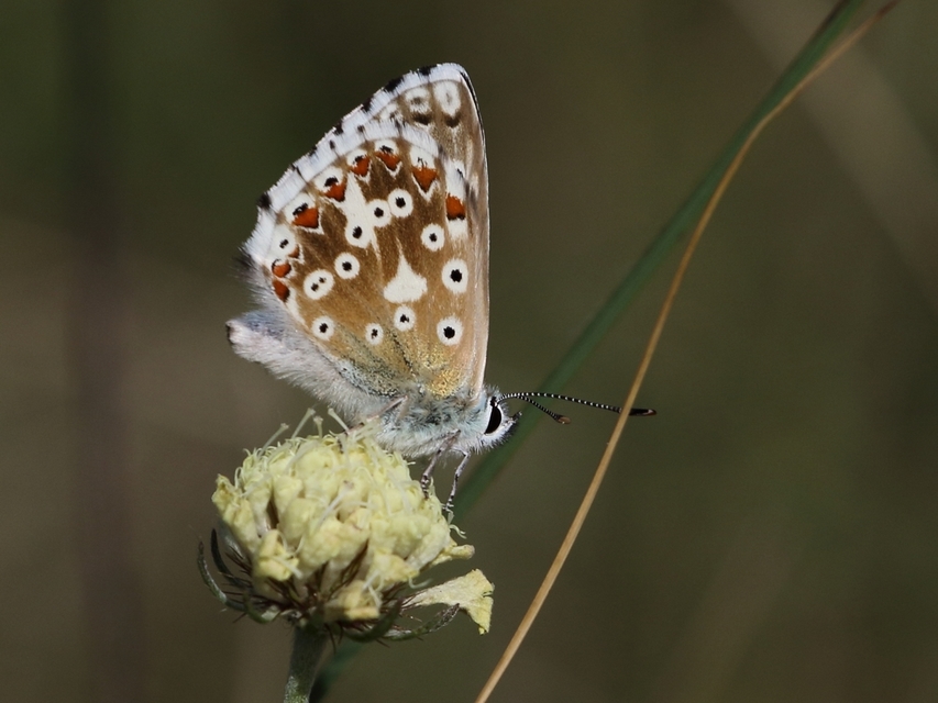 Polyommatus coridon - ezüstkék boglárka