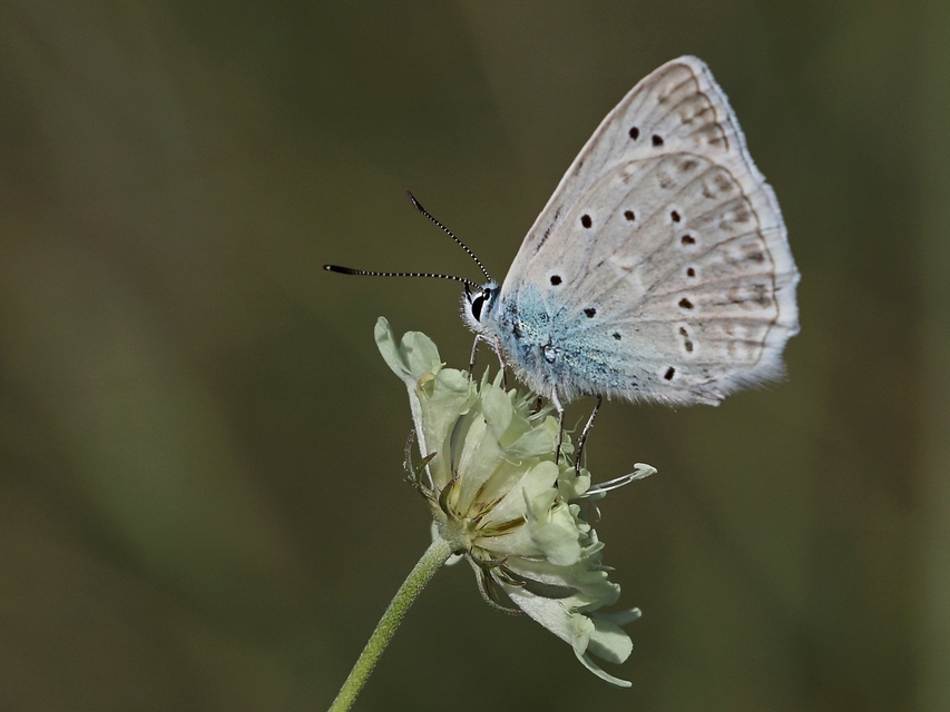 Polyommatus daphnis - csipkés boglárka