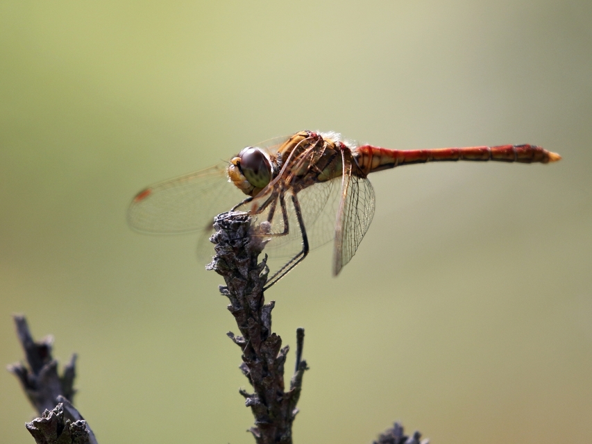 Sympetrum vulgatum - barkós katona-szitakötő