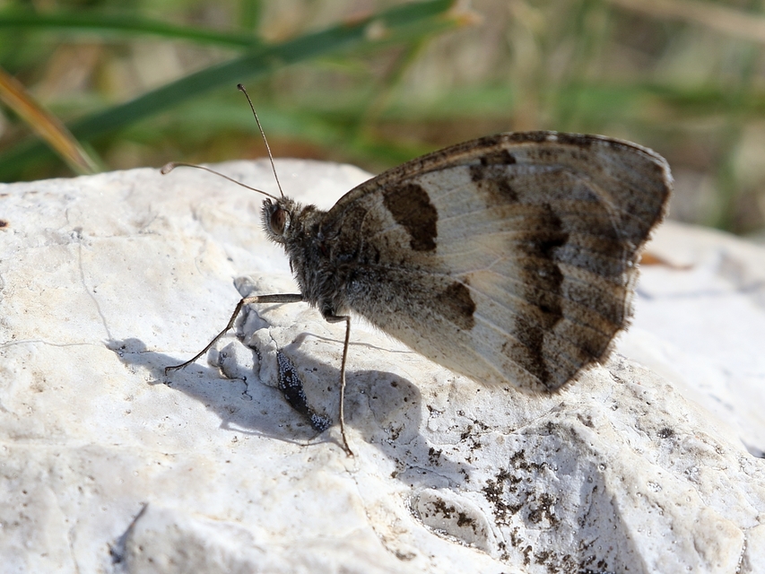 Chazara briseis - tarka szemeslepke