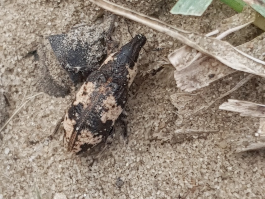 Bothynoderes affinis - sávos barkó